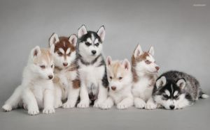 5-Facts-About-Husky-Puppies-You-Should-Know