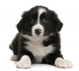 8972431-border-collie-puppy-6-weeks-old-lying-in-front-of-white-background