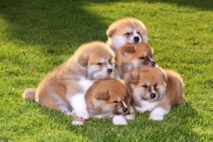9594397-five-akita-inu-puppy-dog-on-green-grass