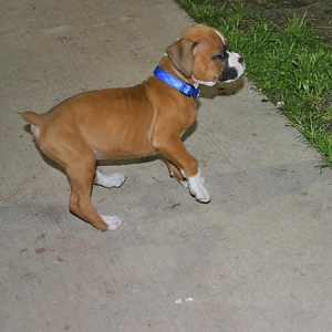 boxer puppy someone had at the ballpark