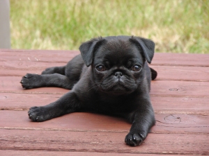 baby-pug-black-cute