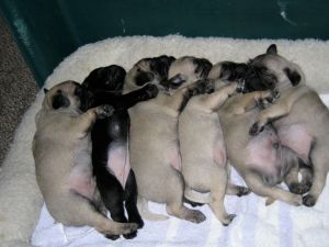 baby-pugs