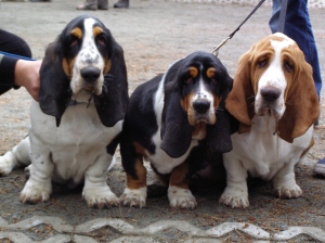 Basset-Hound-puppies-dogs