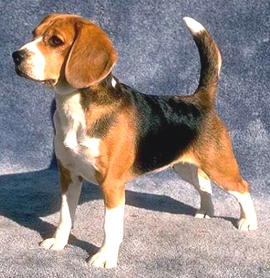 beagle-dog-breed-2