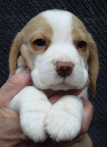 Beaglepuppy6A