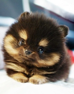 black-micro-teacup-pomeranianthis-teacup-pomeranian-is-the-cutest-thing-ever-that-cute-site-355hvreb
