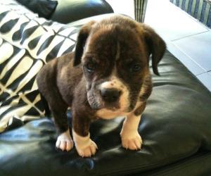 bobby-the-boxer-jane-riley-s-gorgeous-puppy-105021