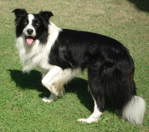 border-collie-playing-1