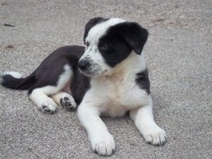 border_collie_pup_by_canine_cup_cake-d3jkn96