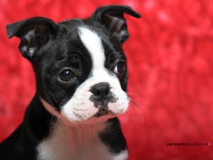 Boston-Terrier-puppy-dogs-13518448-1600-1200