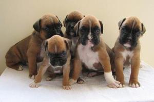 Boxer-Puppy-For-Sale