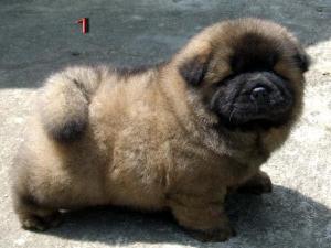 chow-chow-lionlion-head-chow-chow-pups-for-sale-in-testify-kennel---indore-u5q4kxob