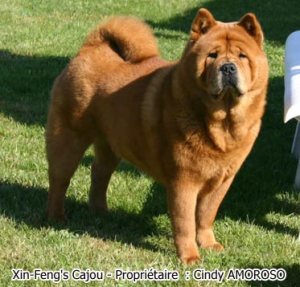 chow-chow-poil-court