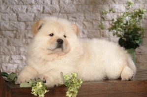 Chow-Chow-Puppies-3
