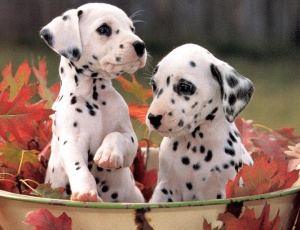cute-dalmation-dog-puppies-hd-wallpapers-beautiful-desktop-background-images