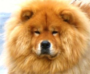 furry-friendly-lion-dog--large-msg-125583747341