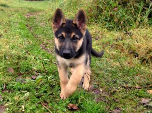 german-shepherd-puppy-cute-images-best-hd-wallpapers-background