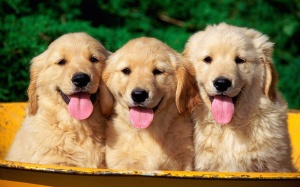 Golden-Retriever-Puppies-mrwallpaper