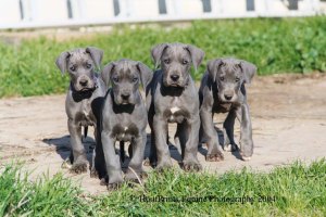 great-dane-black-puppies-cute