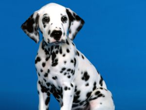 hd-wallpapers-blue-background-dalmation-dog-cool-desktop-images-widescreen