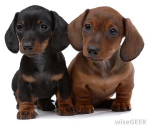 pair-of-smooth-haired-dachshund-puppies