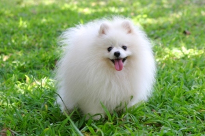 Pomeranian-Puppy1