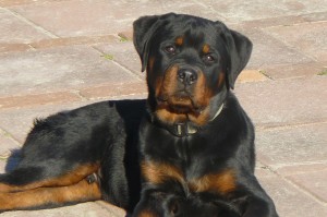 Rottweilers-221
