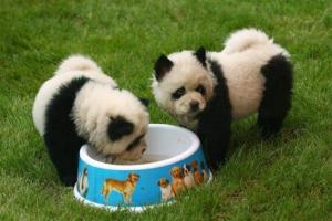 Chow Chow dogs, dyed to look like pandas, eat at the Dahe Pet Civilization Park in Zhengzhou