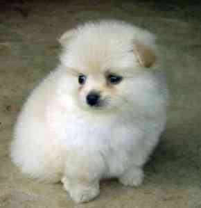 Teacup-Pomeranian-Puppies-For-Sale