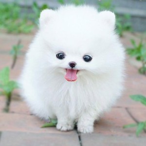 white-Pomeranian--1